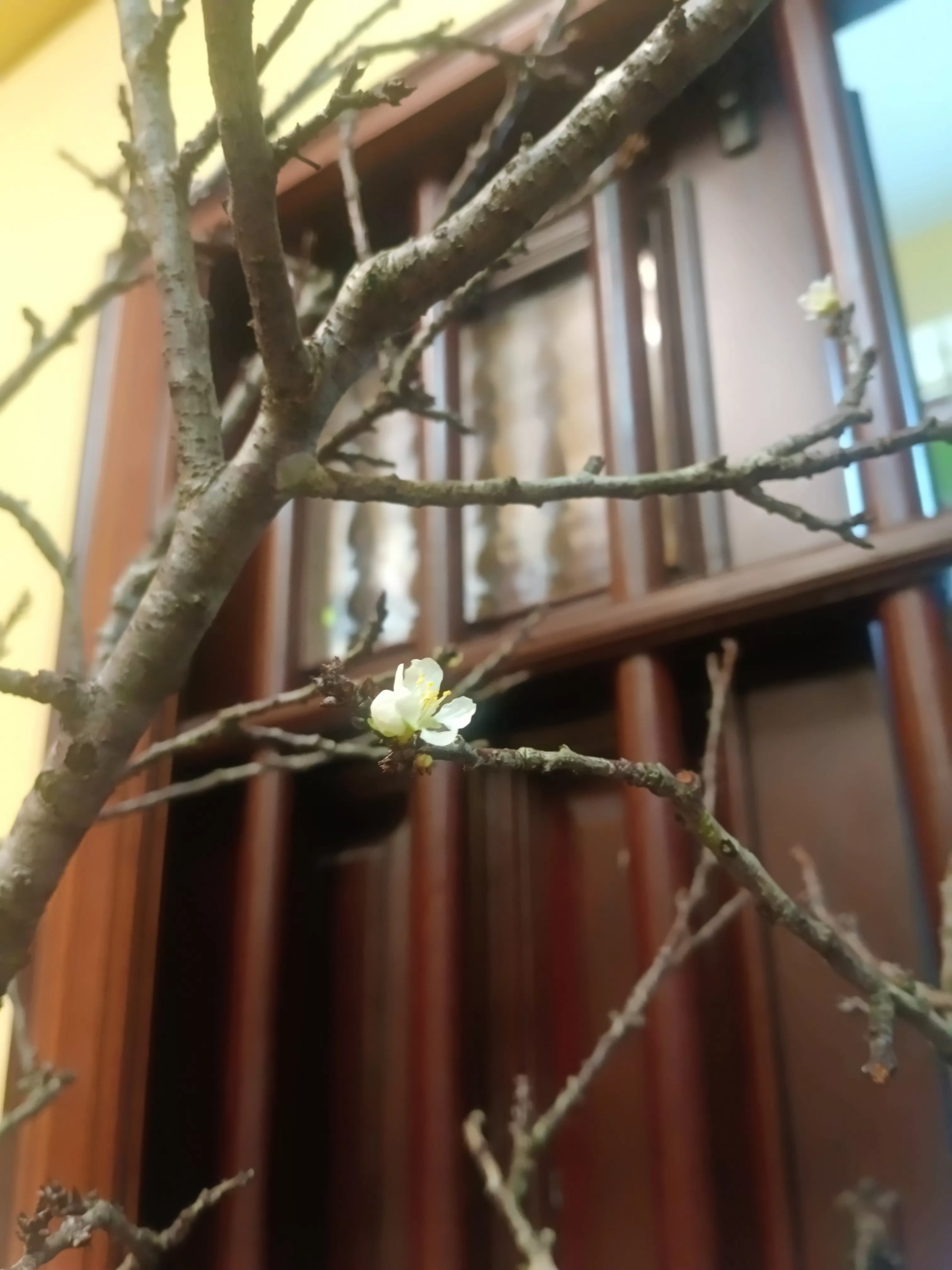 Câu chúc Xuân Phật giáo trang nghiêm – truyền thống