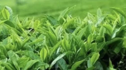 Chỉ là một cội cây: 41. Lá cây